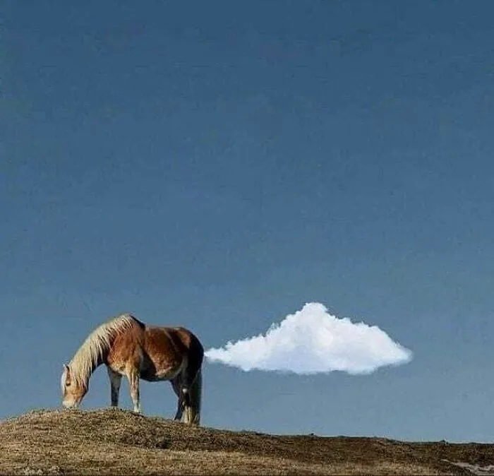 30 Impresionantes fotos de animales compartidas por la revista Decisive Moments