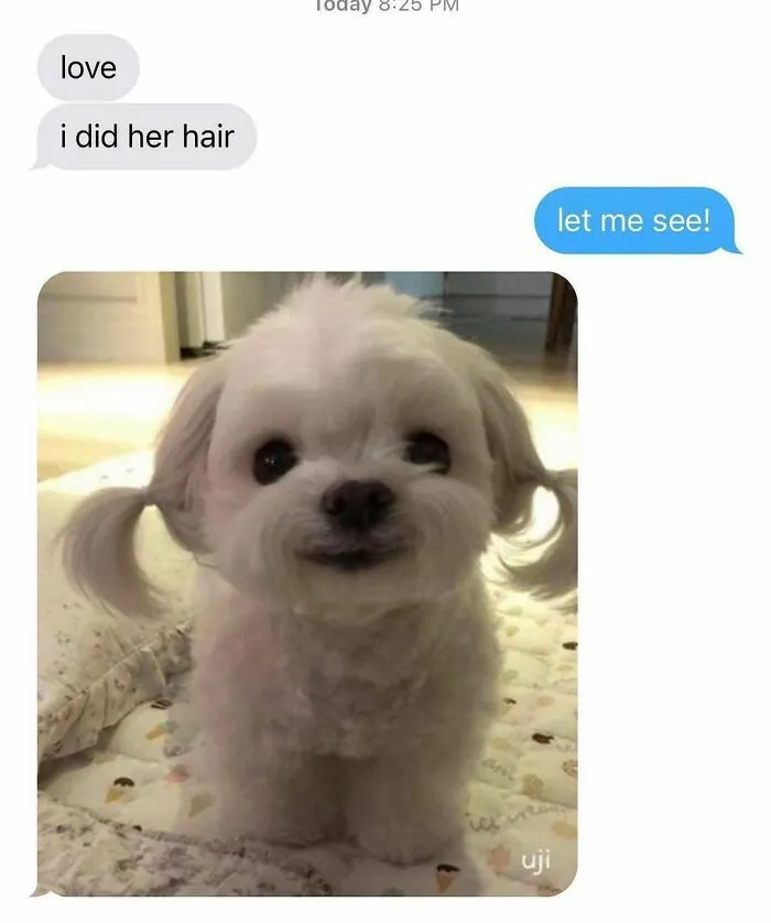 50 Reasons Why Dogs Are Better Than Cats, And Here Are The Pics And Memes To Prove It