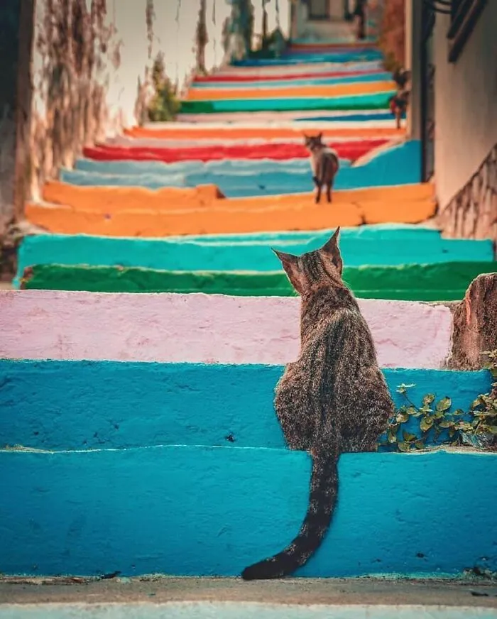 30 Impresionantes fotos de animales compartidas por la revista Decisive Moments