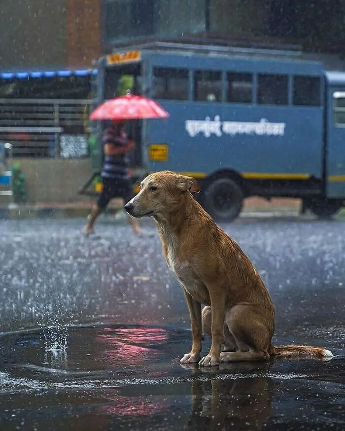 30 Impresionantes fotos de animales compartidas por la revista Decisive Moments