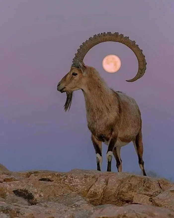 30 Impresionantes fotos de animales compartidas por la revista Decisive Moments