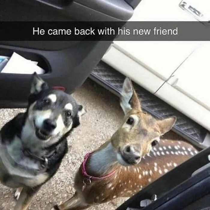 50 Reasons Why Dogs Are Better Than Cats, And Here Are The Pics And Memes To Prove It