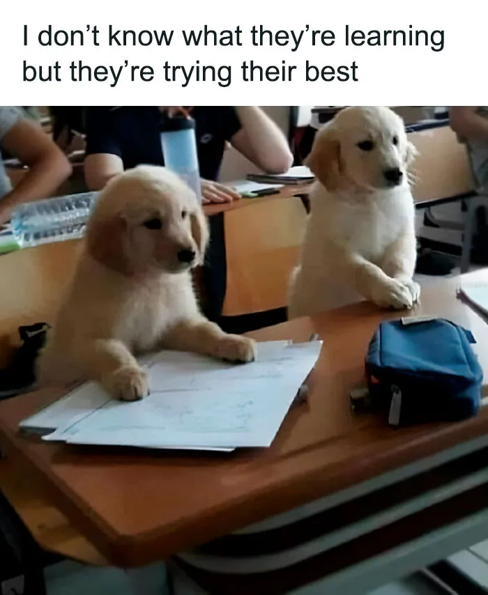 50 Reasons Why Dogs Are Better Than Cats, And Here Are The Pics And Memes To Prove It