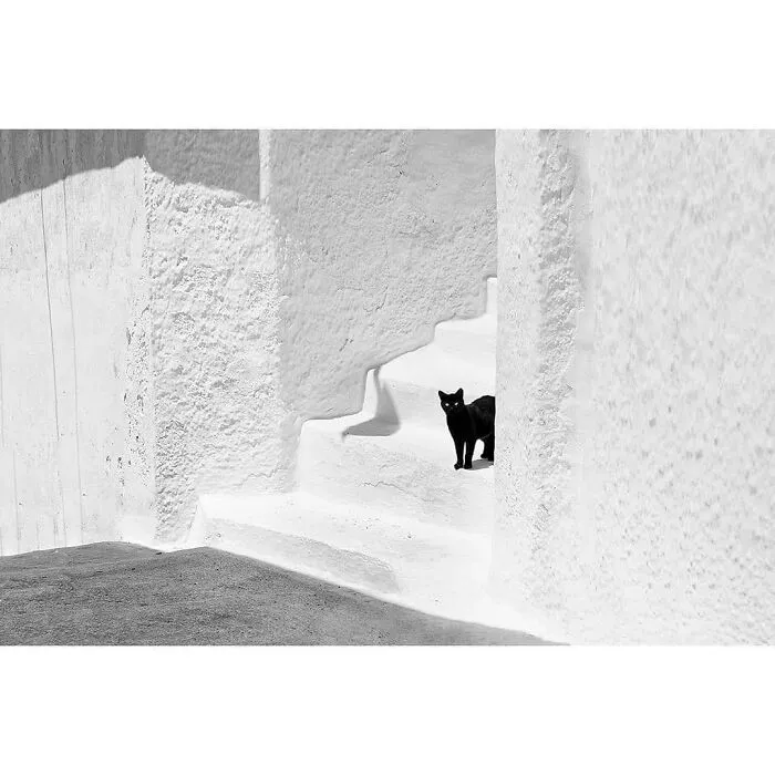 30 Impresionantes fotos de animales compartidas por la revista Decisive Moments