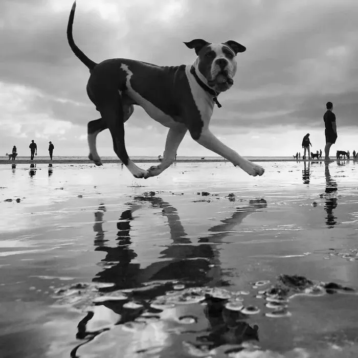 30 Impresionantes fotos de animales compartidas por la revista Decisive Moments