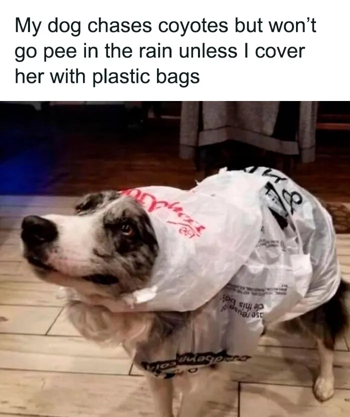 50 Reasons Why Dogs Are Better Than Cats, And Here Are The Pics And Memes To Prove It