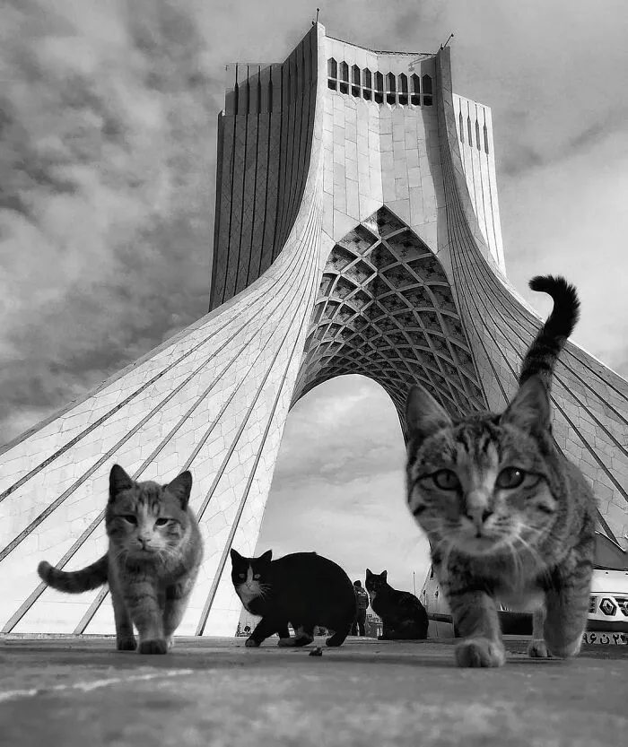 30 Impresionantes fotos de animales compartidas por la revista Decisive Moments