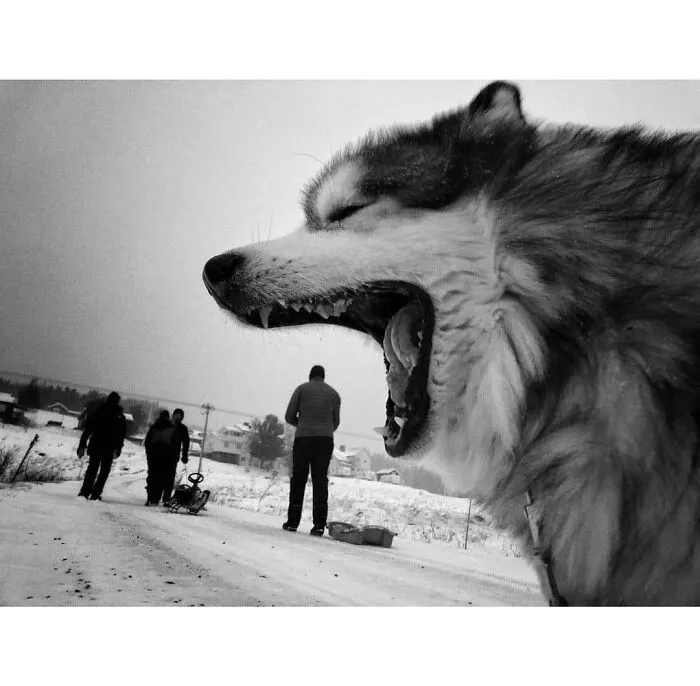 30 Impresionantes fotos de animales compartidas por la revista Decisive Moments