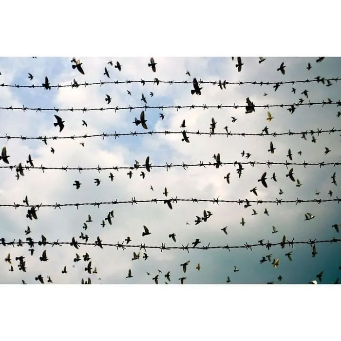 30 Impresionantes fotos de animales compartidas por la revista Decisive Moments