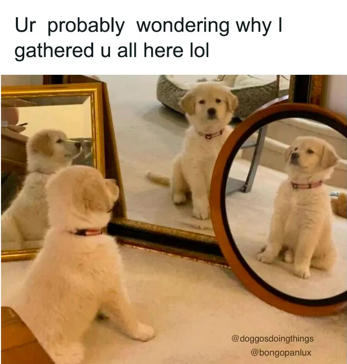 50 Reasons Why Dogs Are Better Than Cats, And Here Are The Pics And Memes To Prove It