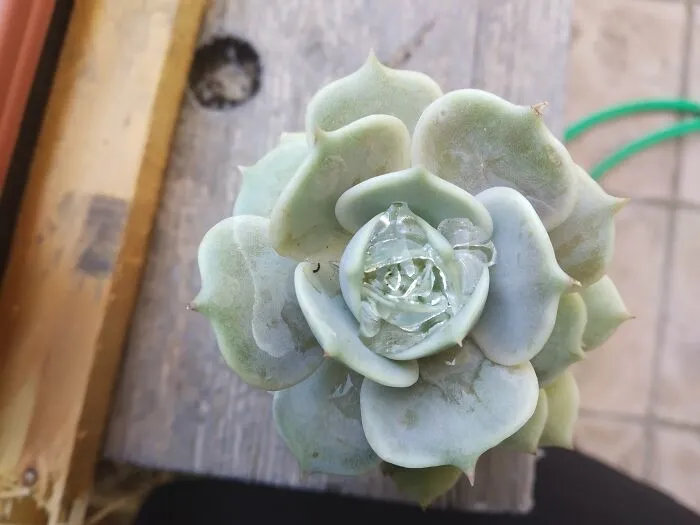 My Tiny Diamond!