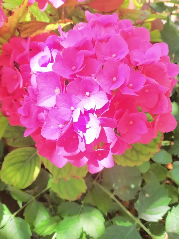 Magenta Love