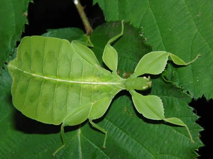 I Call These Leaf Bugs