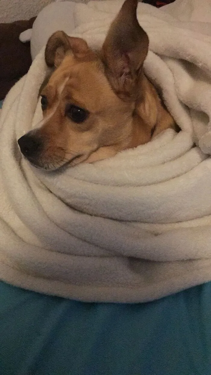 Burrito