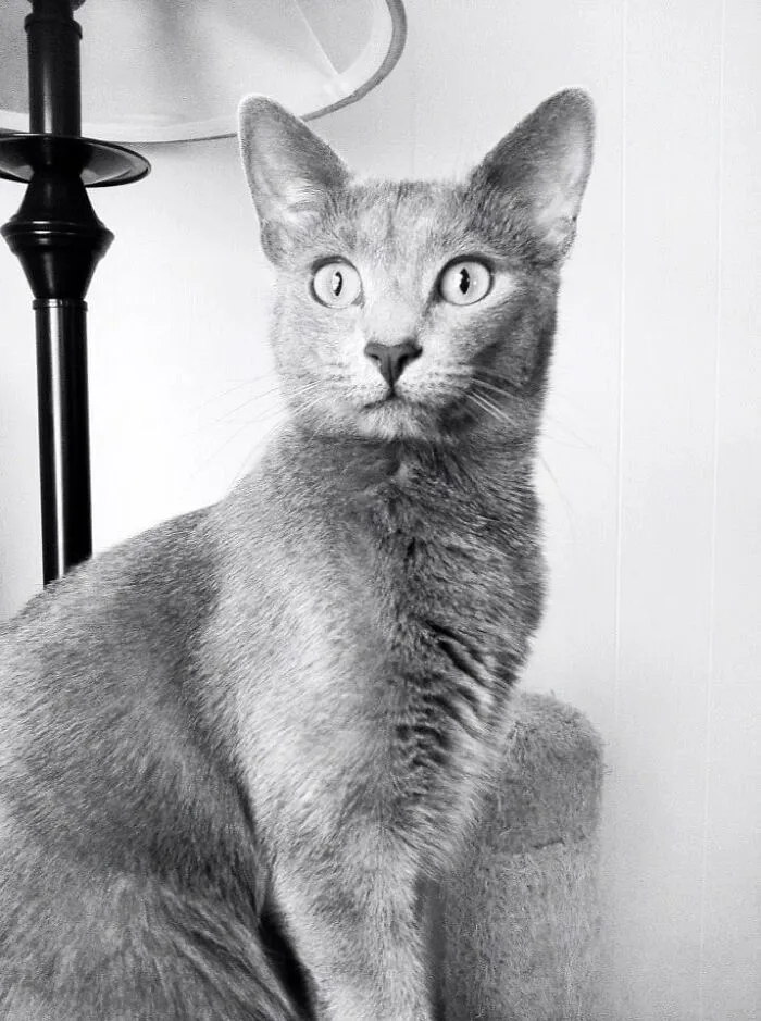 My Pretty Old Maid