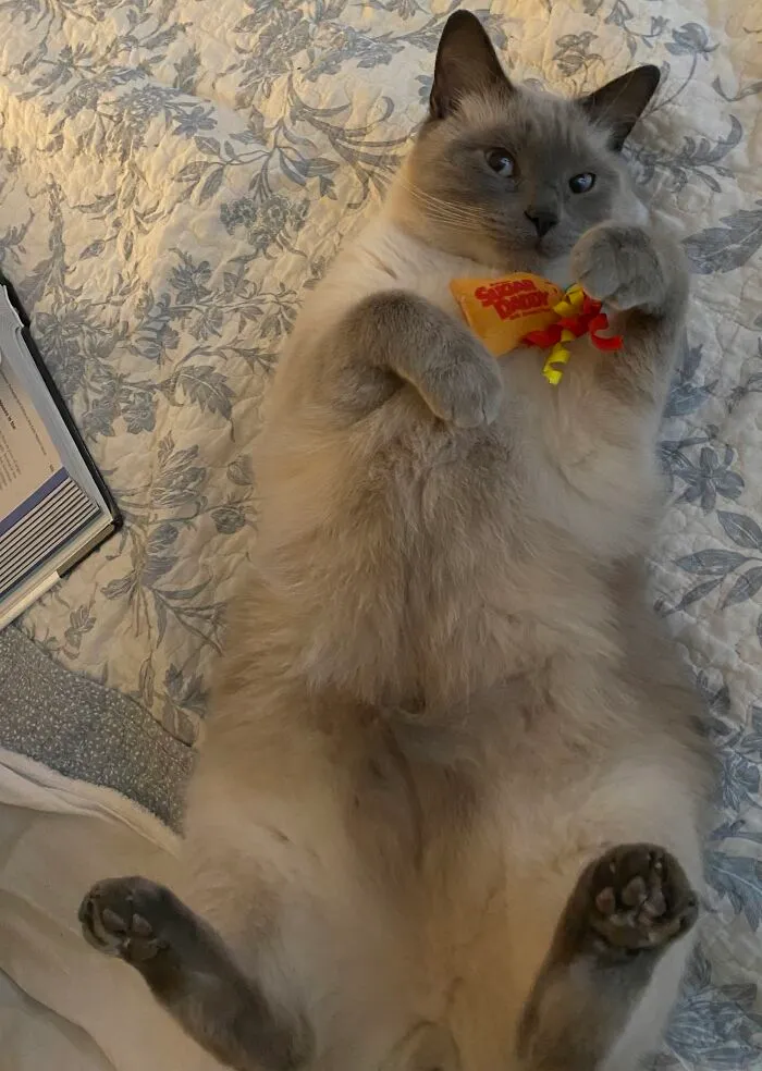The Big Baloo!
