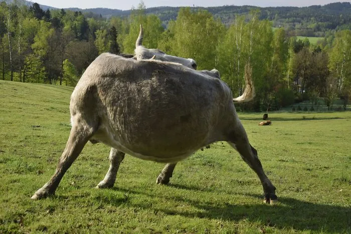 Headless Creature