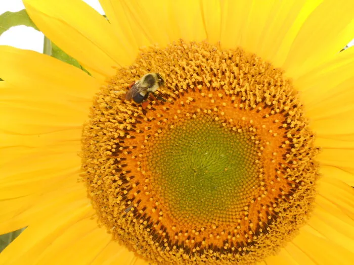 Sunny-Flower