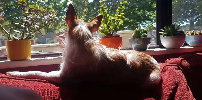 Dutch Surveying Her City In The Sun