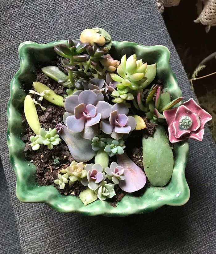 My Little Succulents