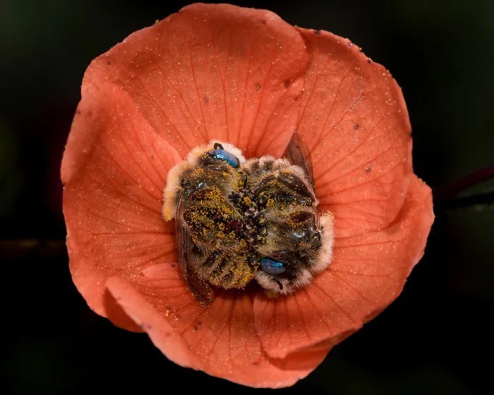 Bees Napping In A Flower.  They Often Need A Rest Before Returning Back To The Hive Full Of Pollen!