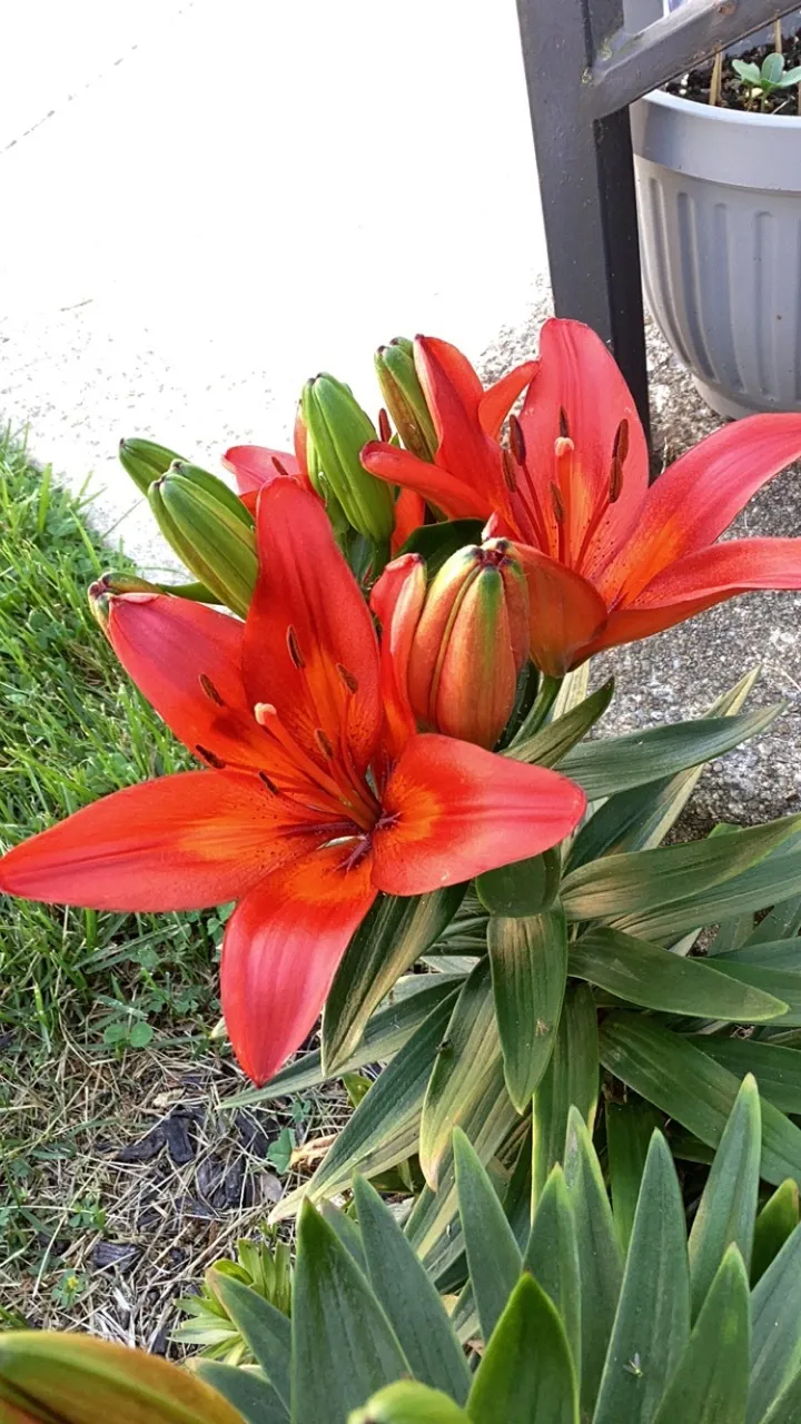I Grow All My Plants From Seed/Cuttings/Bulb, Etc.