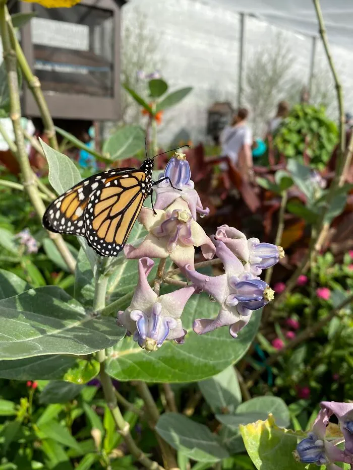 This Butterfly Was Just Begging To Have Its Picture Taken