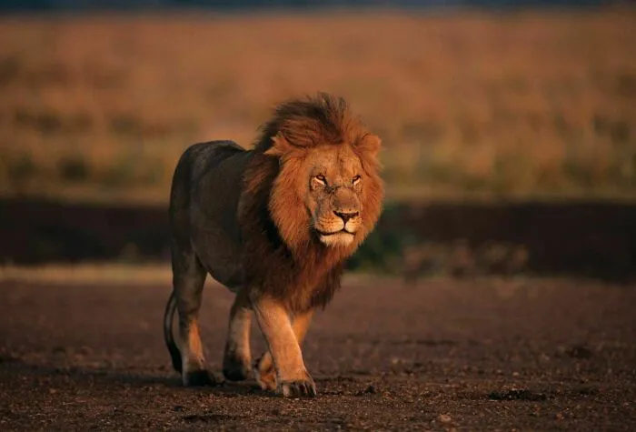 Singapore - Lion