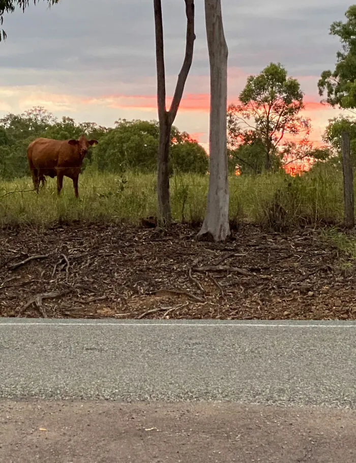 Hi I Live In A Semi Rural Area Queensland Australia! We Have Dairy Cows And Few Bulls As Are Neighbours