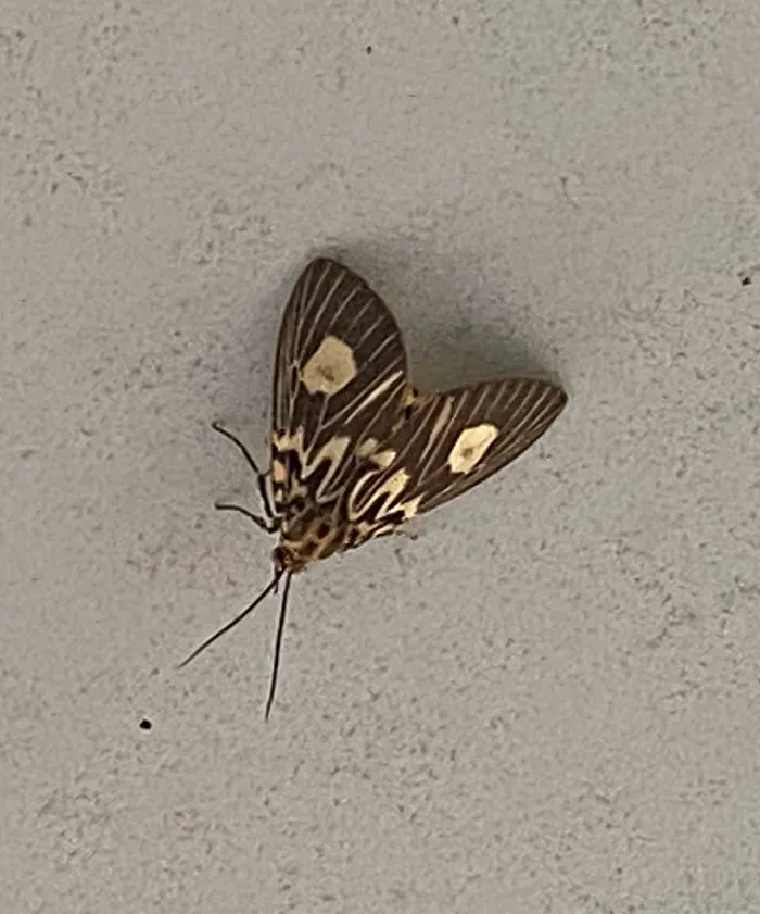 Little Moth!
