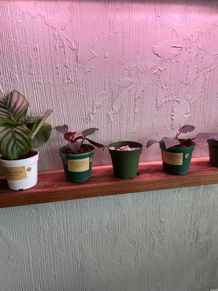 It’s At A Local Plant 🪴 Store
