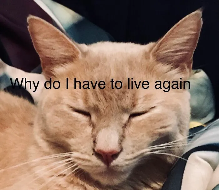 Can’t I Just Sleep Forever