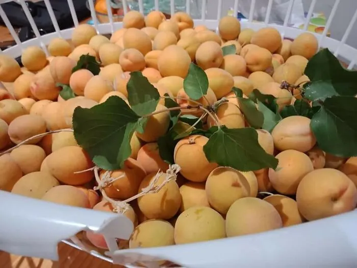 South Australian Stone Fruit And Citrus.