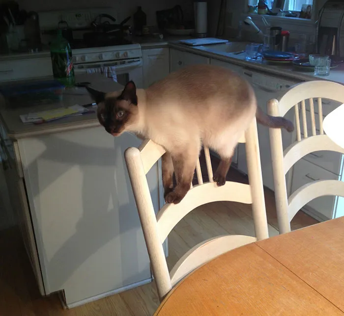 El gato tiene prohibido subir a la mesa, pero ha encontrado un vacío legal para seguir siendo el centro de atención mientras comemos