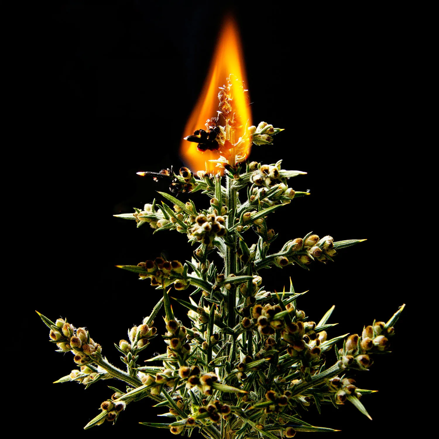 I Created A Photography Project About How Interesting Gorse Is. Here's The Results (4 Pics)