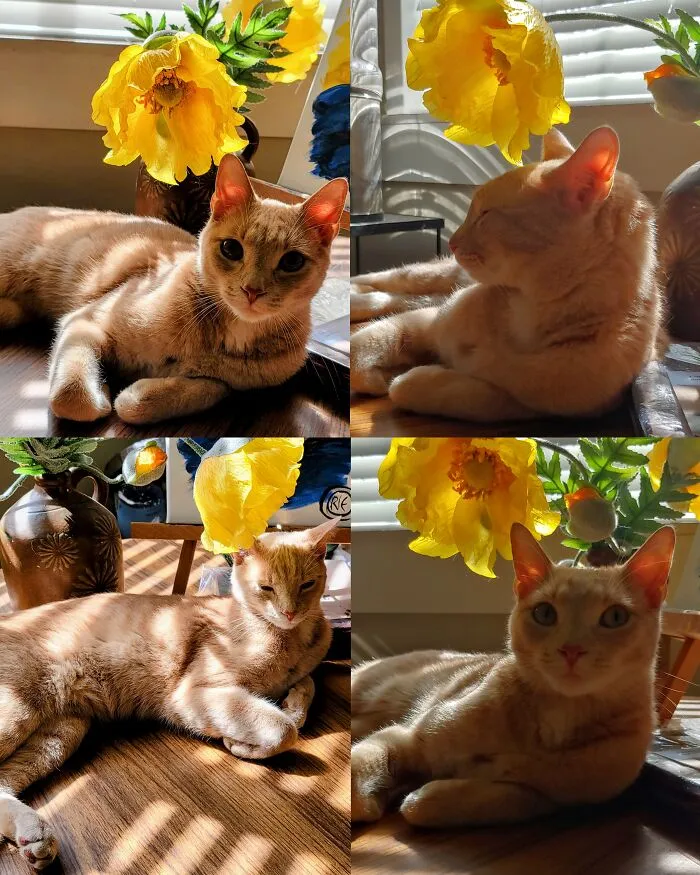 Sun, Flower