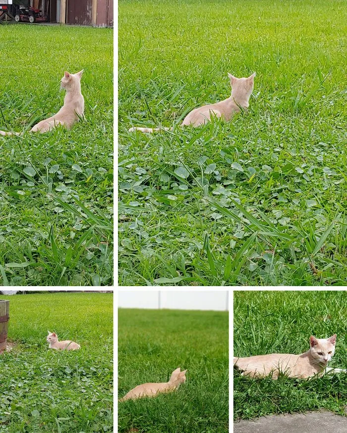 Loungin' In The Grass