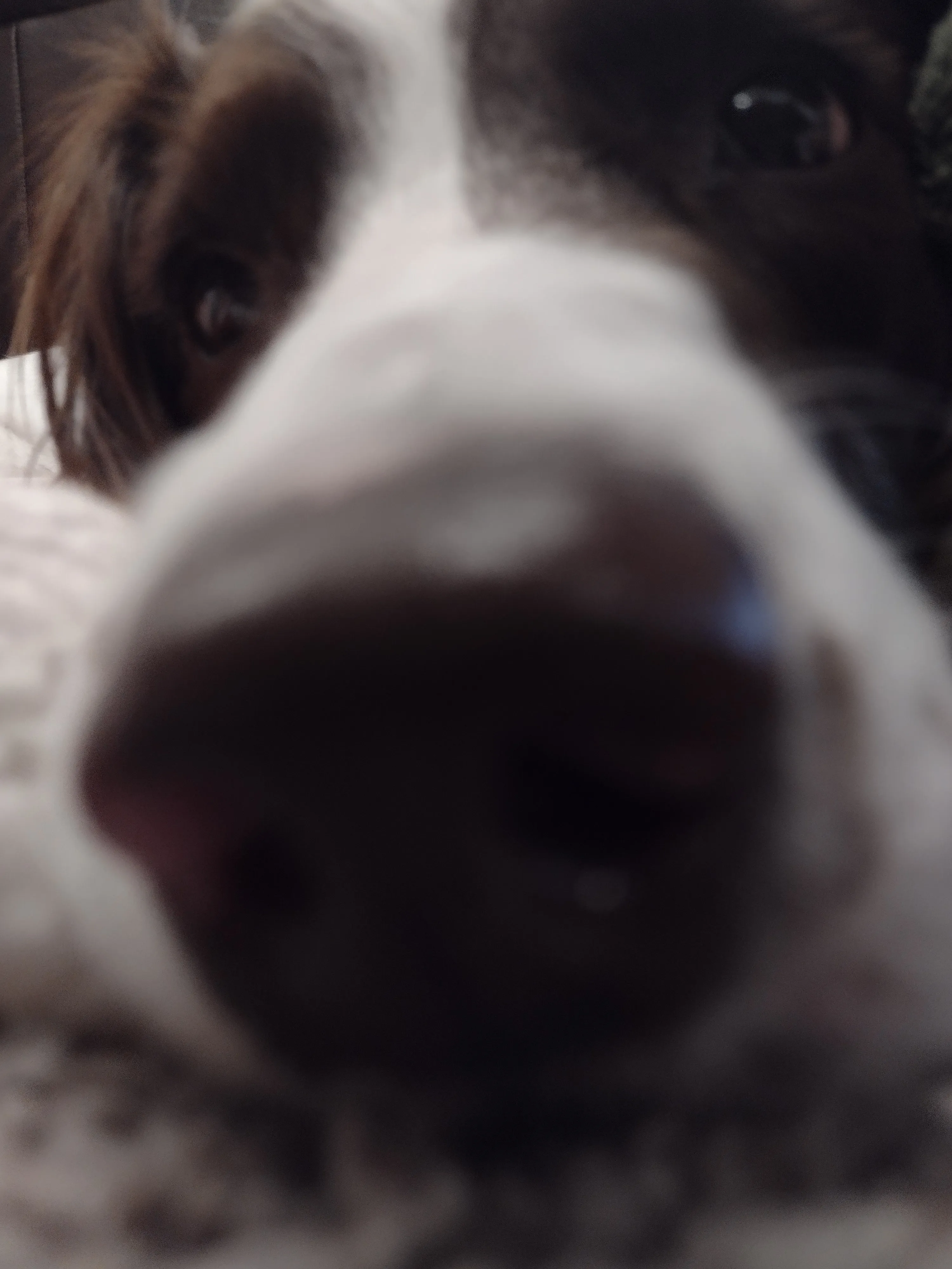 Hello Fellow Pandas! I'm Not Having The Best Week. Post Some Cute Pictures Of Your Pets To Cheer Me And Others Up?