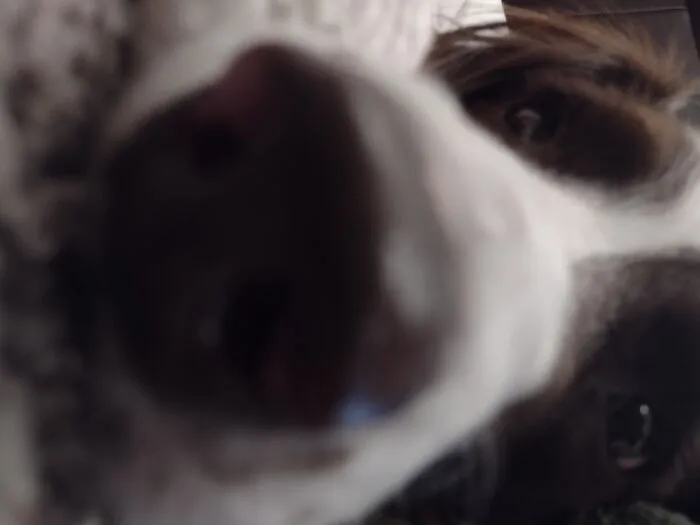Boop Da Snoot