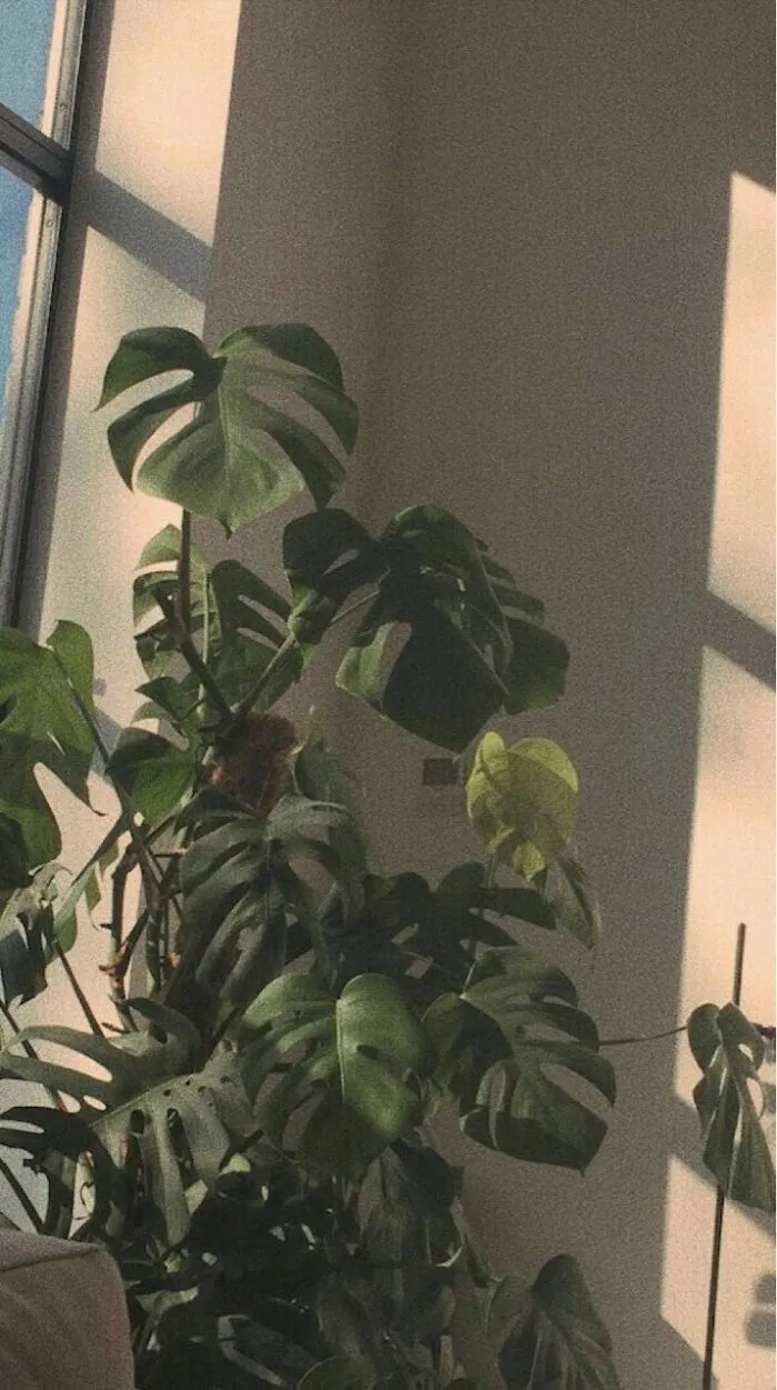 Monstera