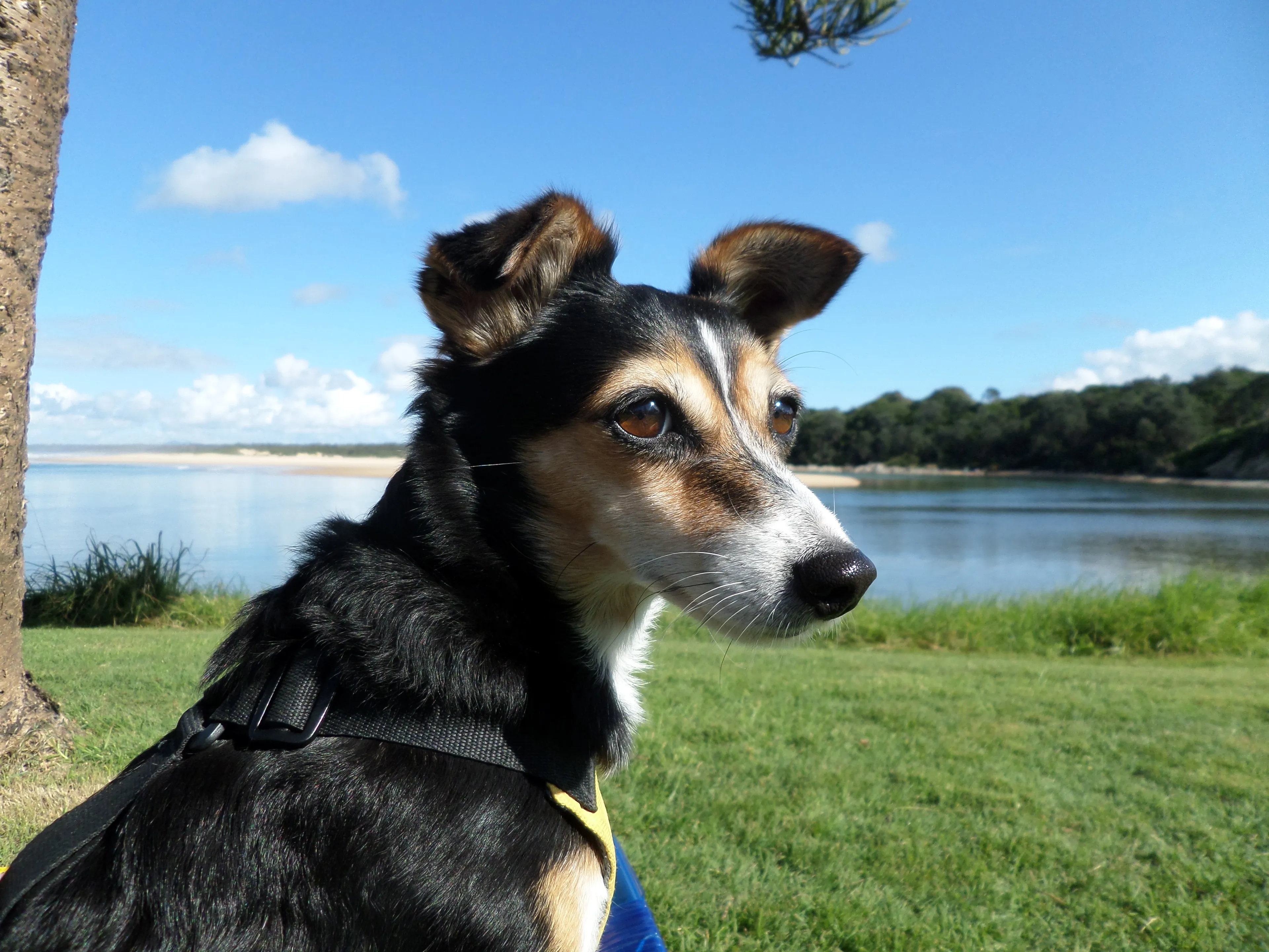 Hey Pandas, Do You Have A Doggy Pic Cuter Than This?