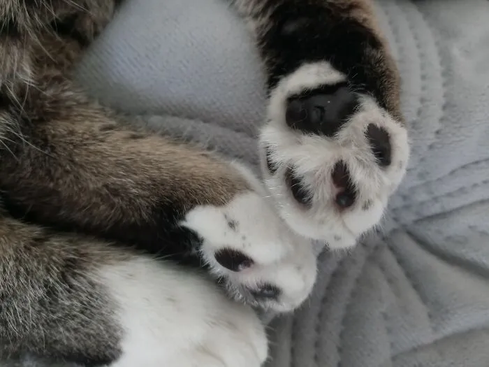 I Love Her Paws