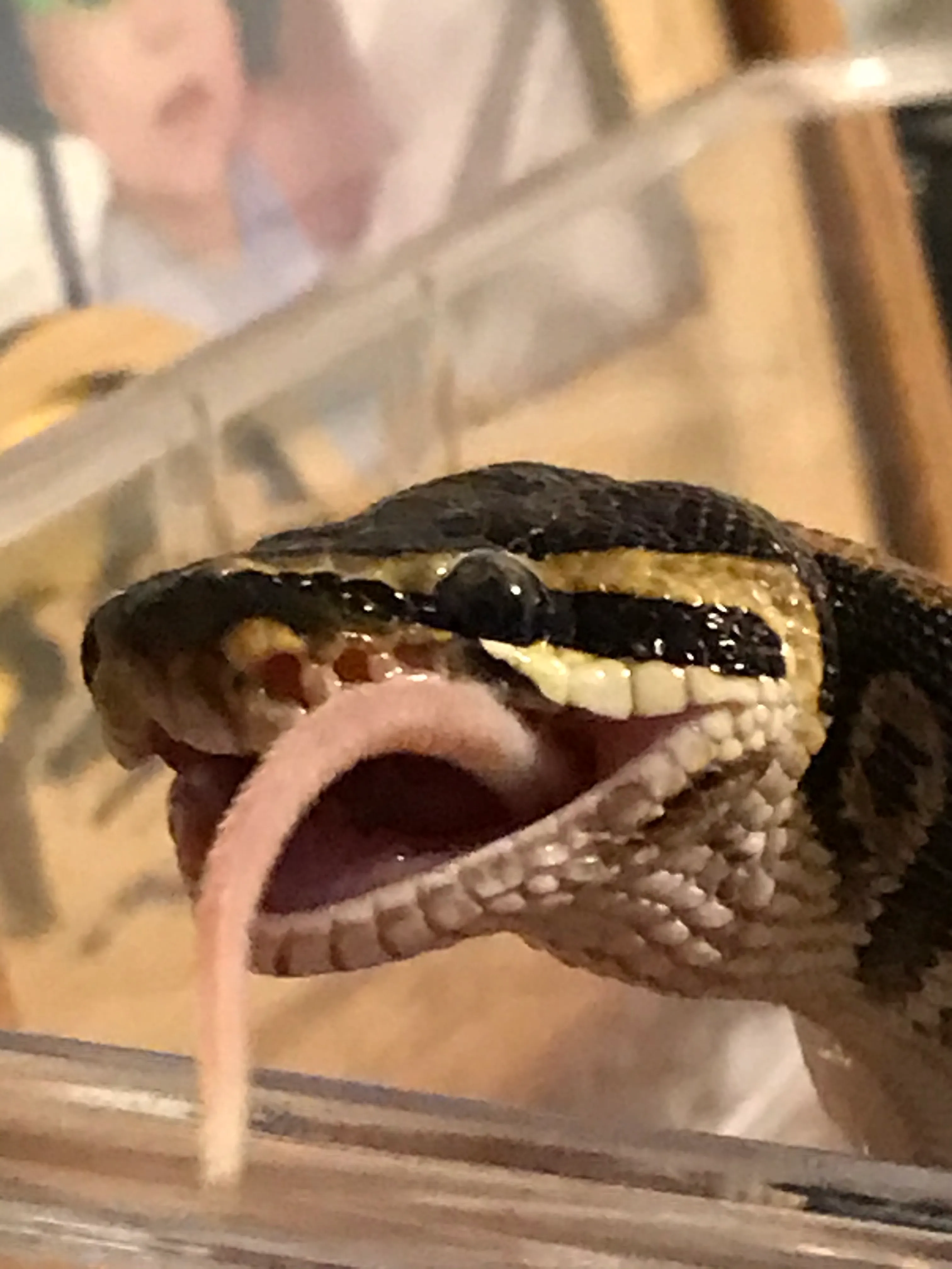 Hey Pandas, Post The Cutest Pic Of Your Snake!
