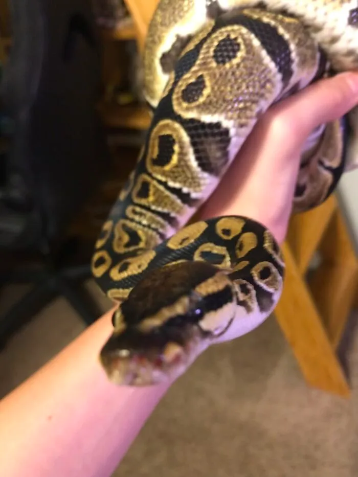 My Little Boop Noodle, Tyson.