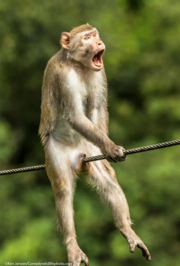 Hey Pandas, What's The Funniest Image In Your Gallery?