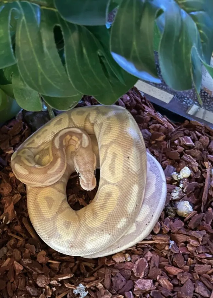 My Ssssnake