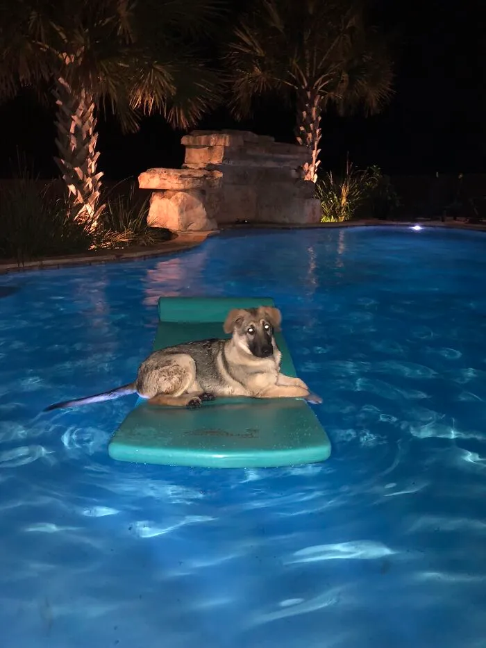 My Pool & My German Shepherd Puppy....