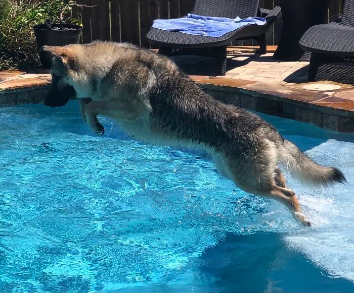 Pup Go Sploosh...