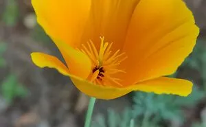 Nature Beauty