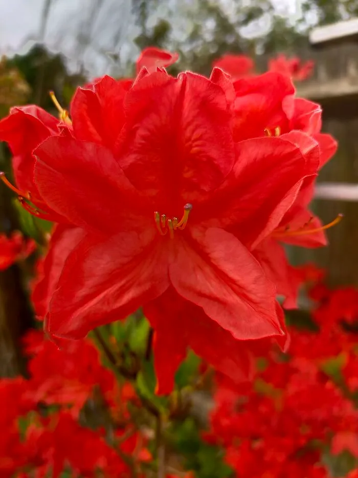 My Beautiful Azalea Bush That Looks Like It's On Fire When All It's Flowers Are Out. 🥰
